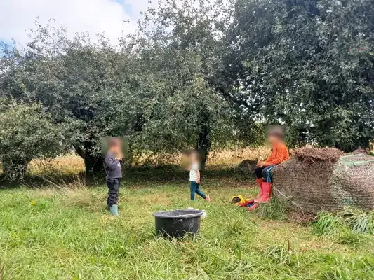 Photo de la collecte de pommes 4